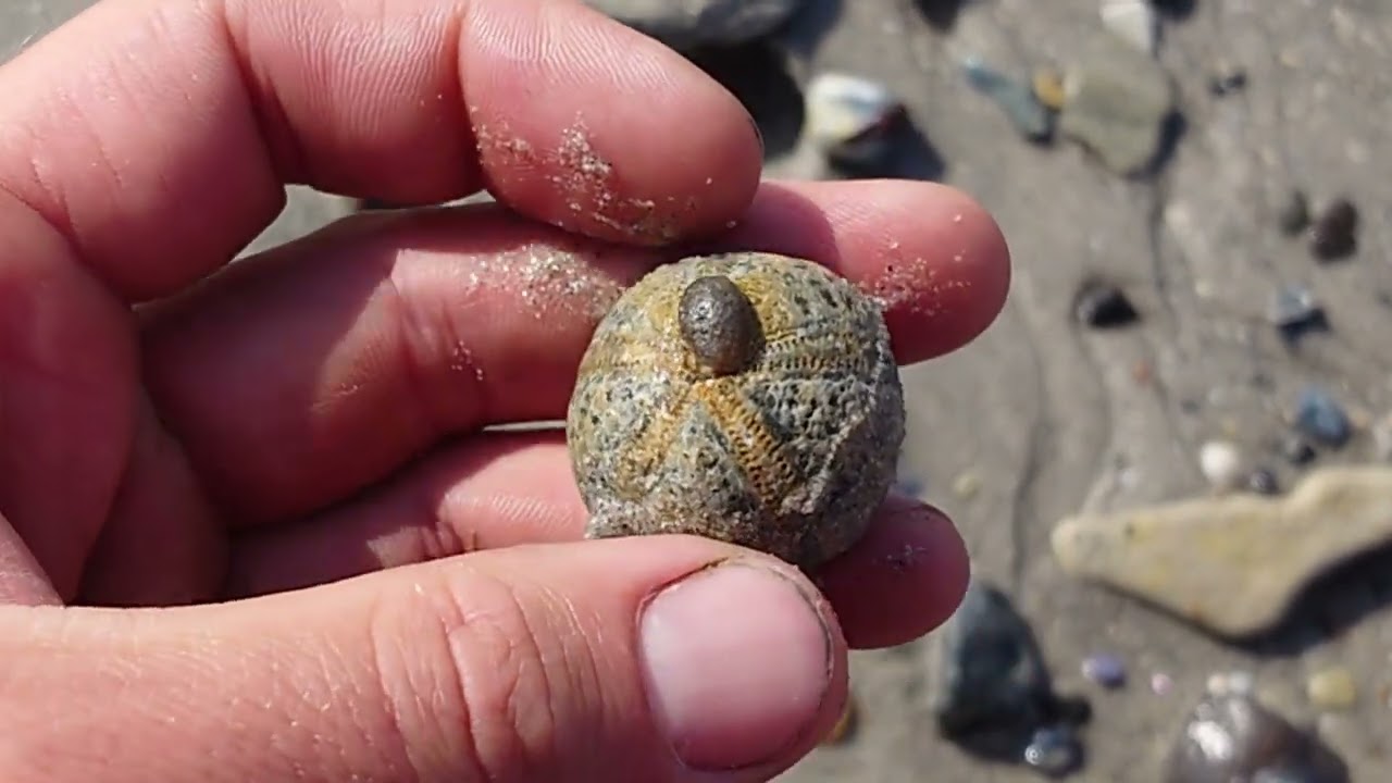 Fossilien Helgolands Teil 2, geschichtlich geologischer Rundgang