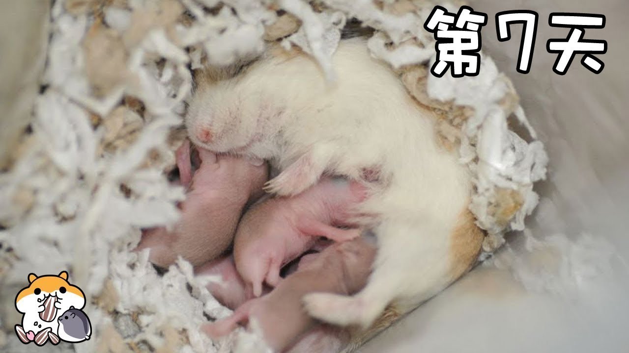 Hamster Baby Growth (Day1~Day22) 幼鼠成長記(第1~22天) 照顧鼠寶教學