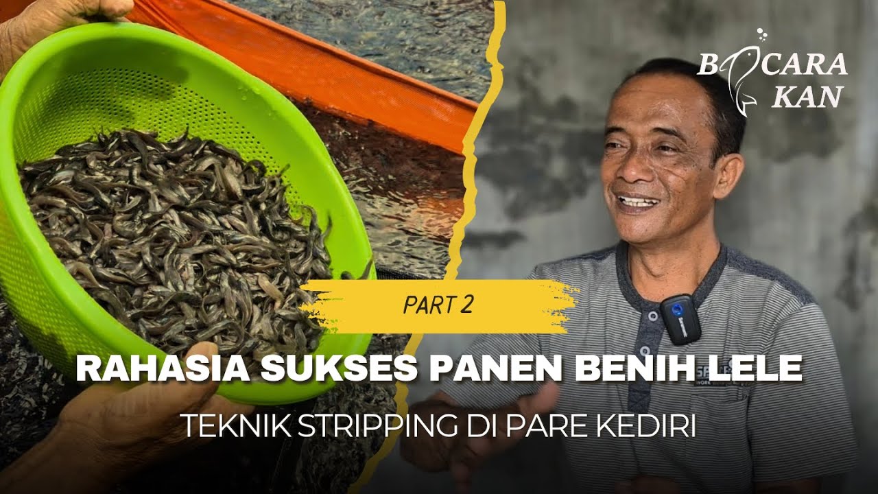 RAHASIA PEMBENIHAN LELE TEKNIK STRIPPING DI PARE KEDIRI | PEMULA WAJIB TAHU !