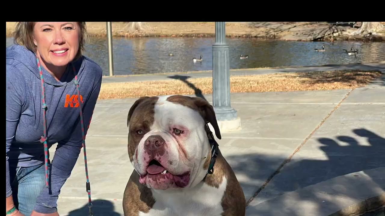 7 m/o American Bulldog 