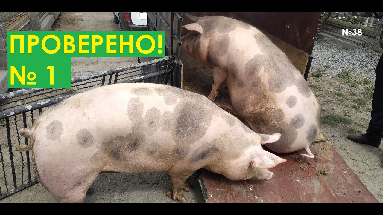 Таблица для откорма свиней ✓ 1 в Украине. 100 процентов результат. Сім'я в селі.