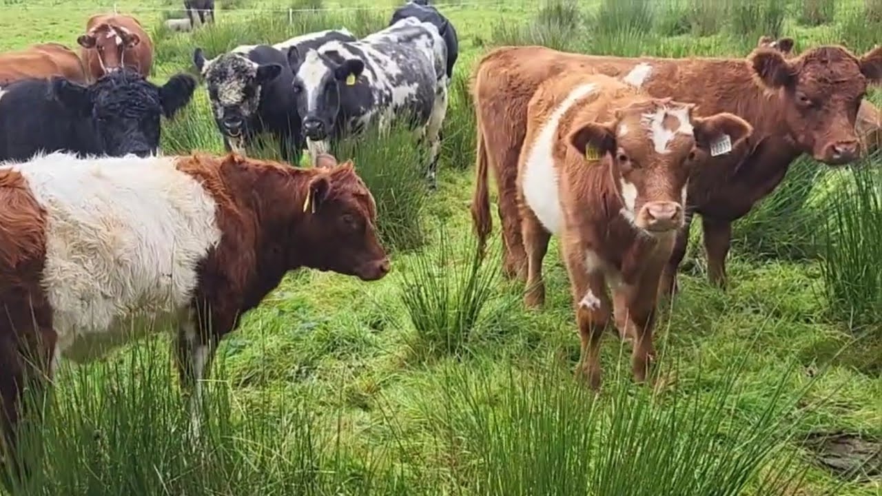 Not sure what goes on in my head sometimes . 70 day rotation is to long? #regenerativeagriculture 