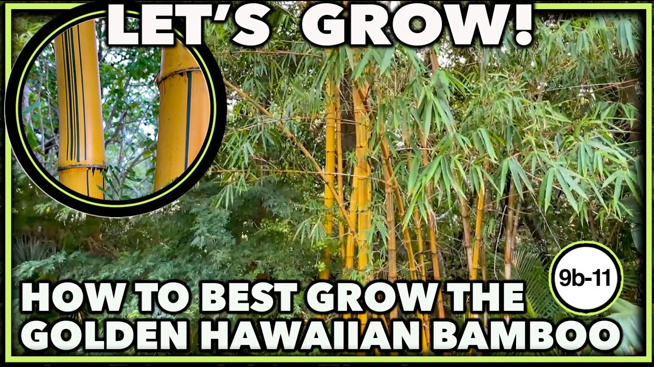 BEST BAMBOO PLANTS FOR HOME