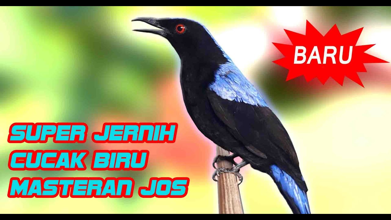 MASTERAN BURUNG - SUARA CUCAK BIRU GACOR FULL JERNIH