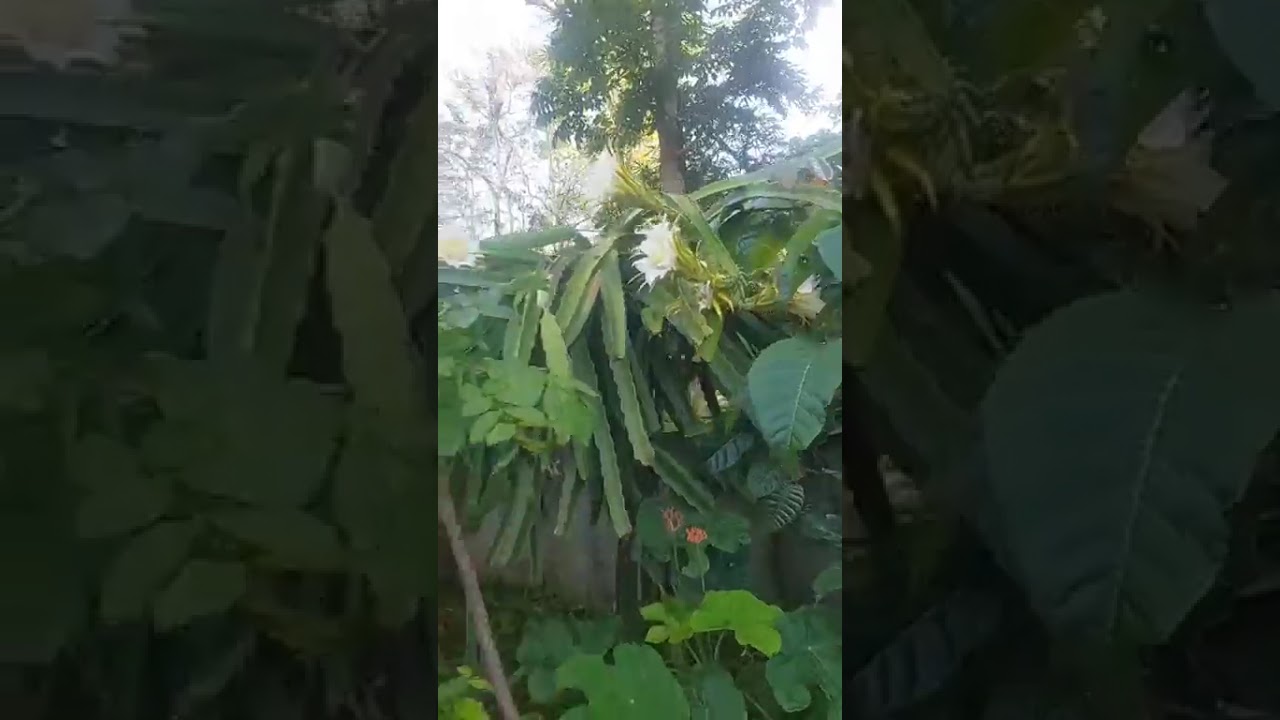 Dragon Fruit Blooms
