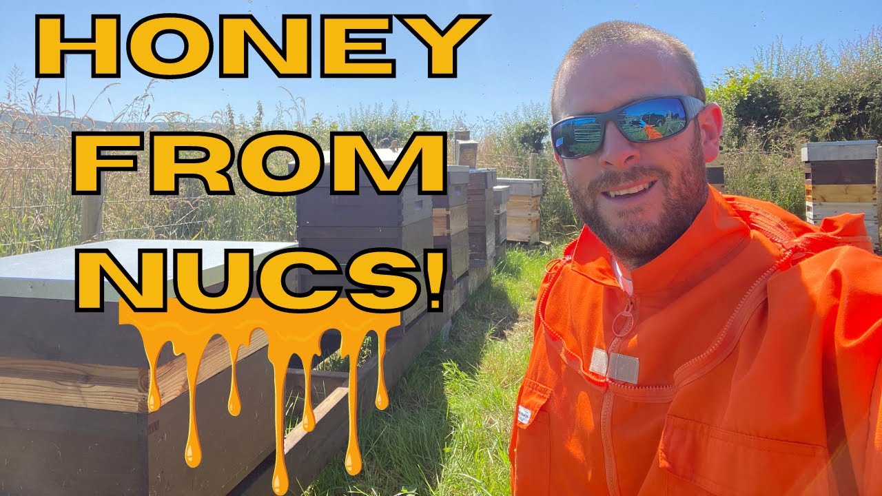 Nucleus Producing Honey In Year 1!?