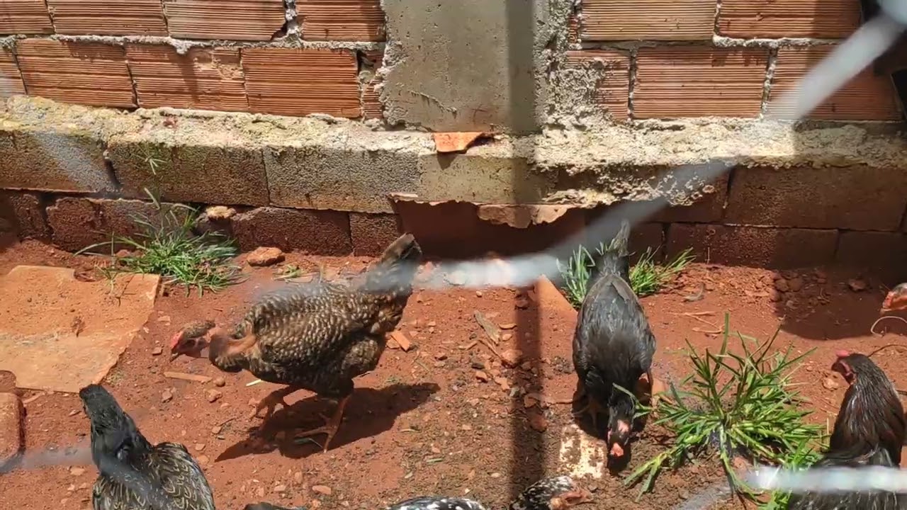 Criatorio com vários tipos de galinhas dia 26/01/2026 com um galo jacue