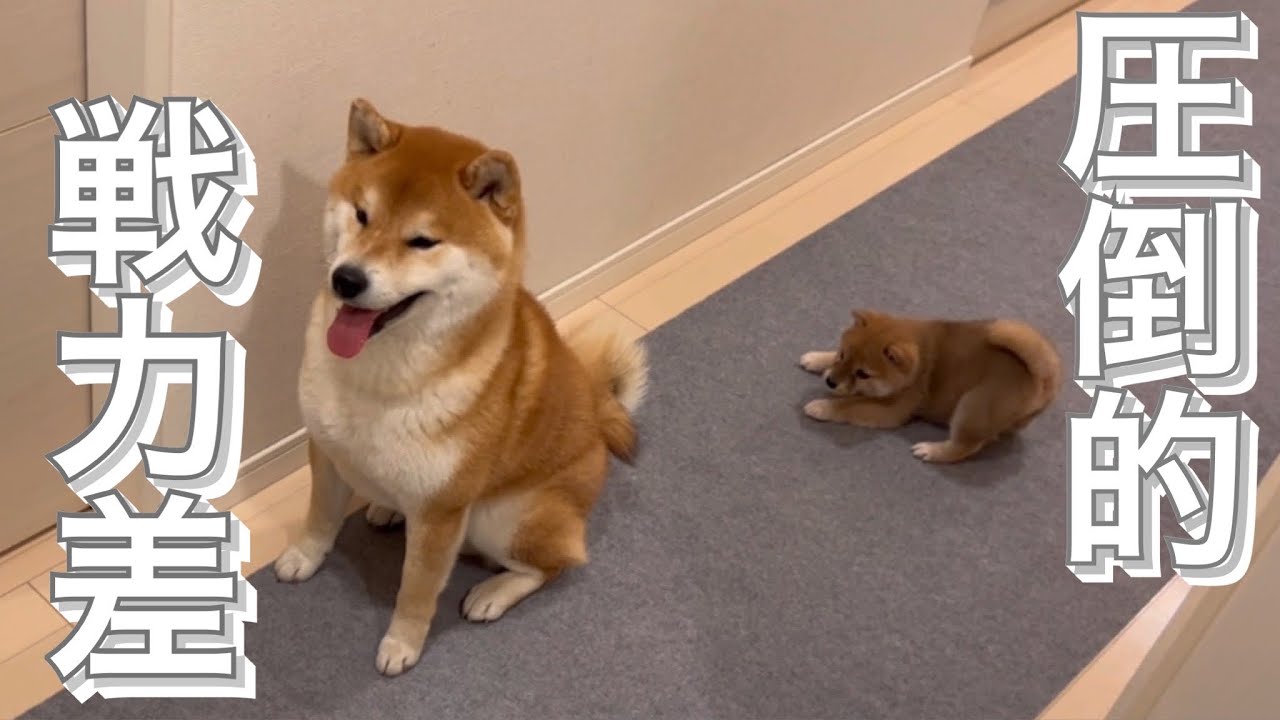 兄柴犬の背後に忍び寄り奇襲をかけようとする妹豆柴が可愛すぎ