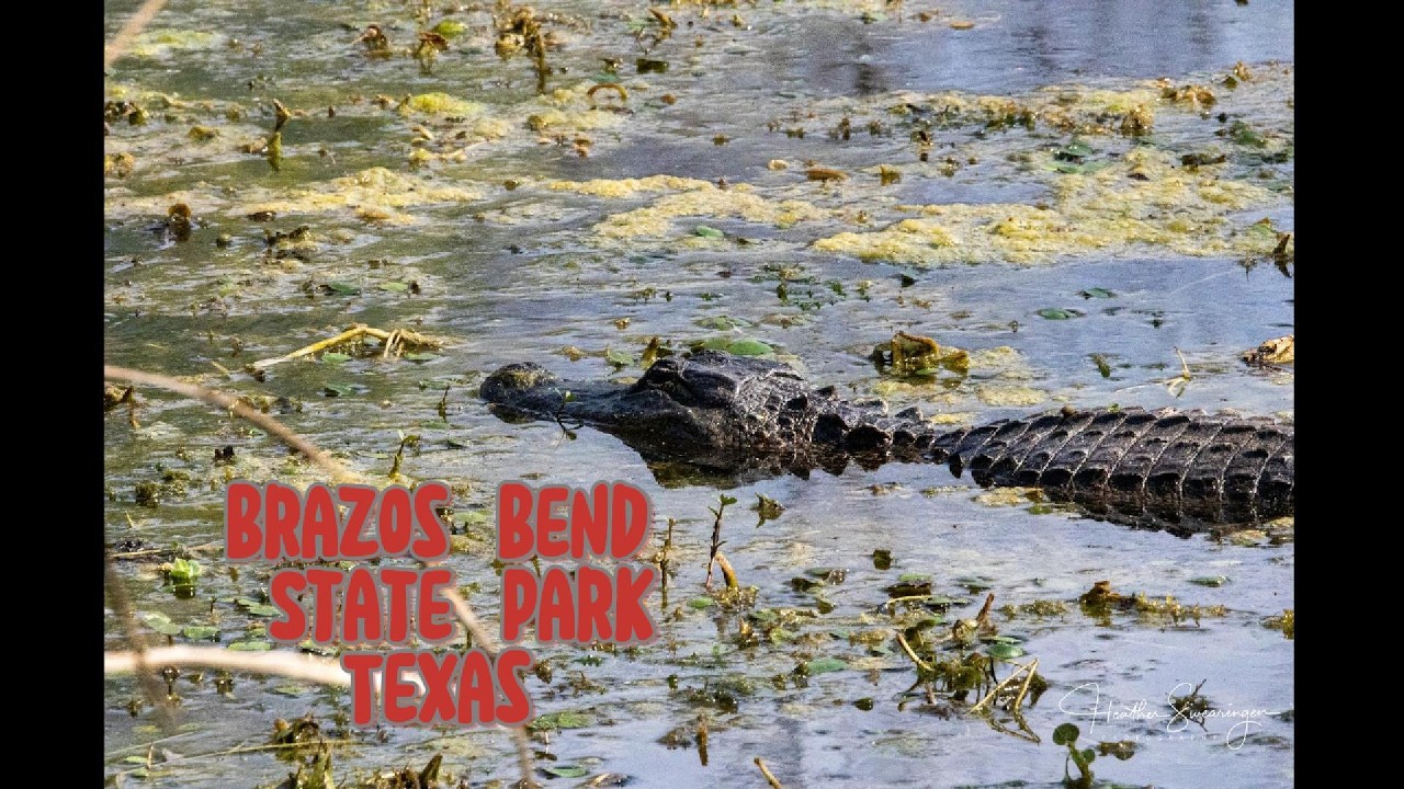 Brazos Bend State Park Trip