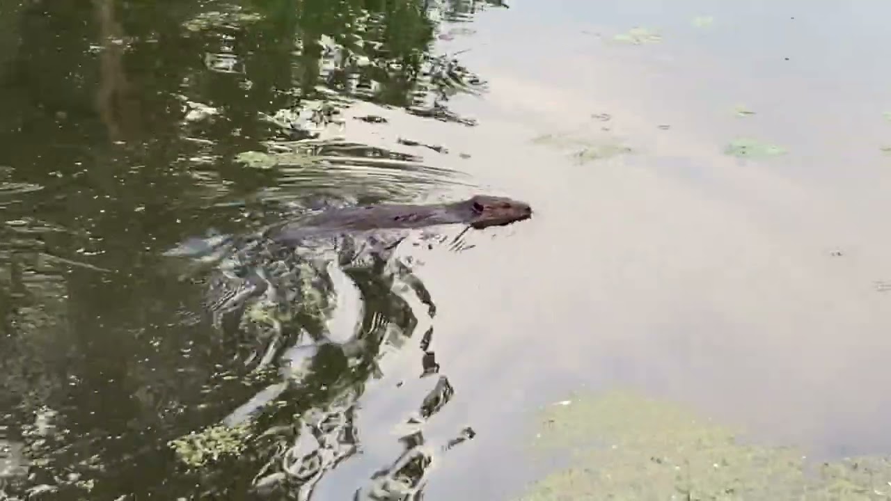 Beaver plugging hole