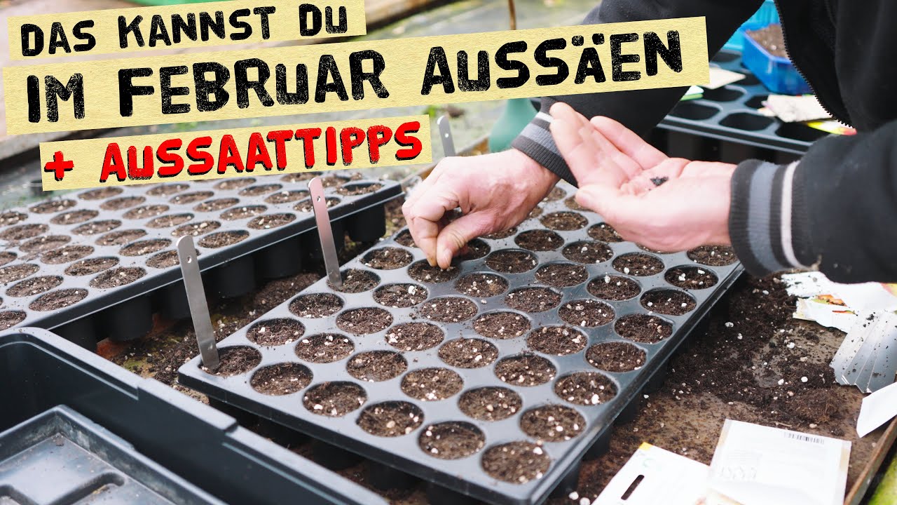 Das kannst du im Februar aussäen. Aussaattipps und Tricks vom Gärtner. Gemüse selber aussäen.