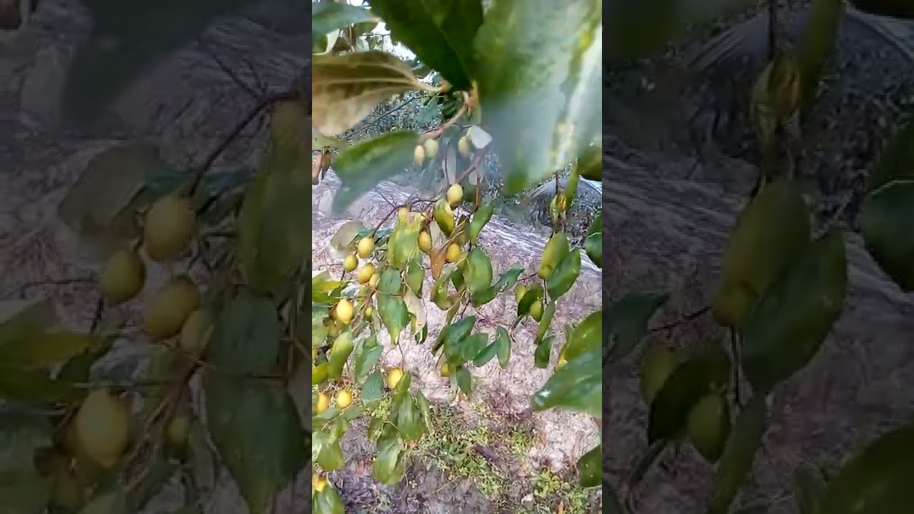 নারিকেল কুল বরই চাষ।narikel kul boroi chash.