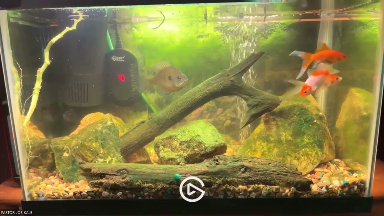 Christian Bible study music to bluegills in an aquarium 5