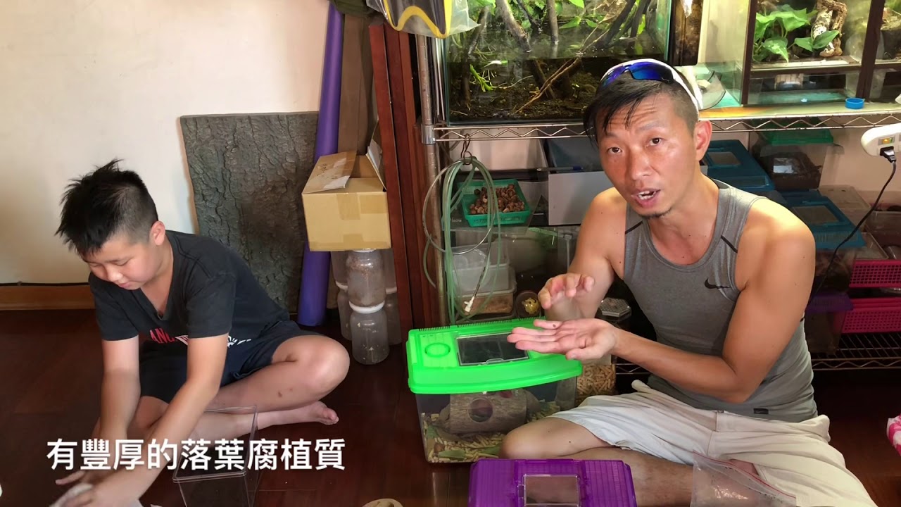 熱血阿傑❤️昆蟲生態-阿特拉斯大兜蟲繁殖佈置-Chalcosoma atlas-熱帶雨林-南洋三劍客-高加索大兜蟲-婆羅洲大兜蟲-鍬形蟲-大兜蟲-花金龜-螳螂-角蟬