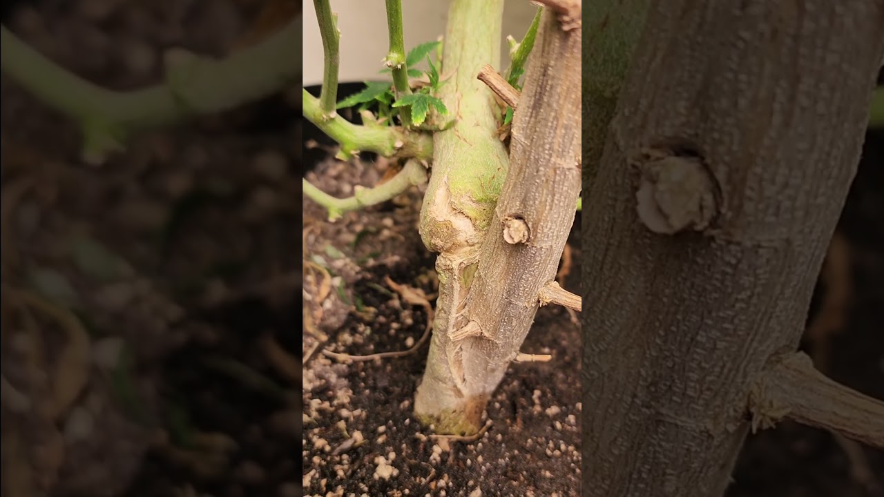 splitting on my re-veg? #plants #gardening #gardener #reveg