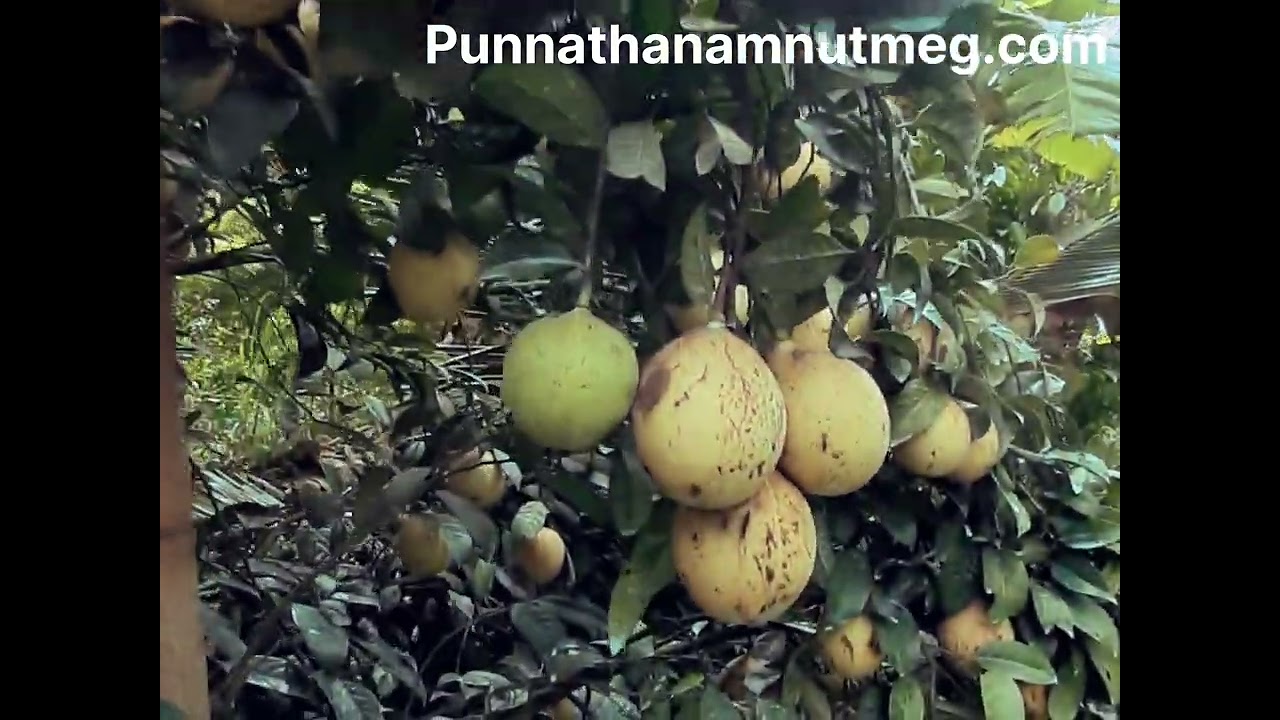 Nutmeg season 2023@Punnathanam farm St.Martin hills, Idukki #improvednutmegvariety #nutmegfarming