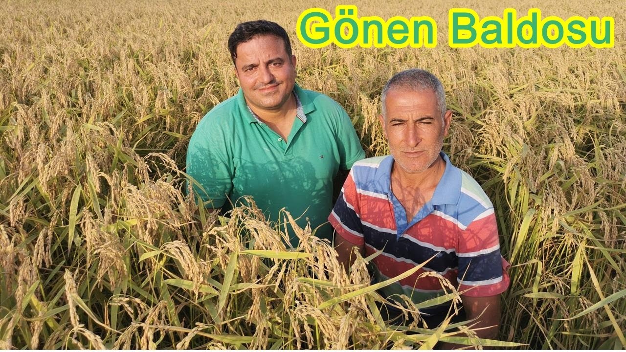 Yanık Gönen Baldo Çeltiği Doğru Gübreleme İle Yüksek Verimli Hale Geldi - Çeltik Gübreleme
