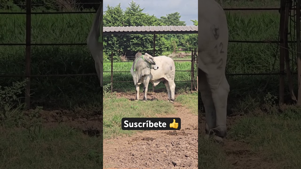 #toro #genetica #brahman #vloger