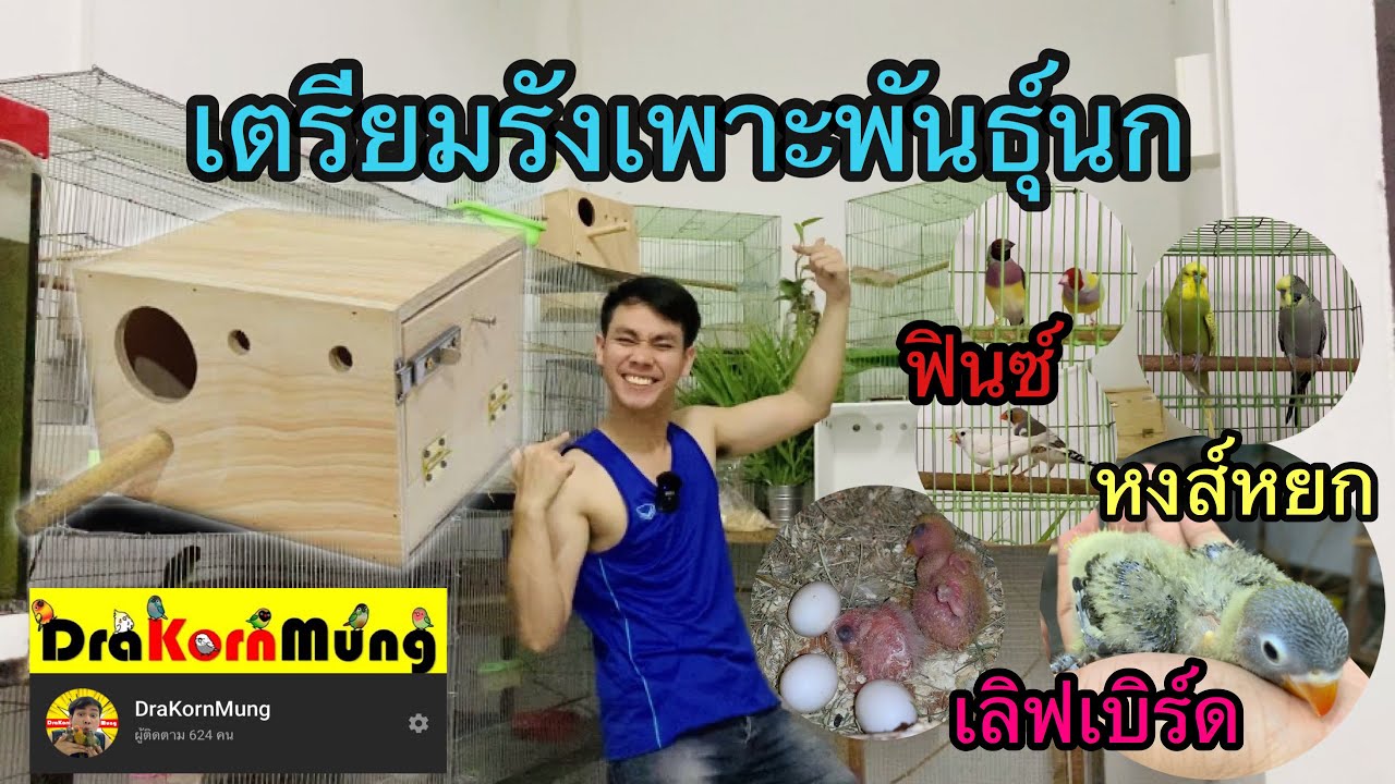 สาระความรู้จาก DraKornMung Ep.03 เตรียมรังเพาะพันธุ์นก เลิฟเบิร์ด หงส์หยกอังกฤษ ฟินซ์7สี ซีบร้าฟินซ์