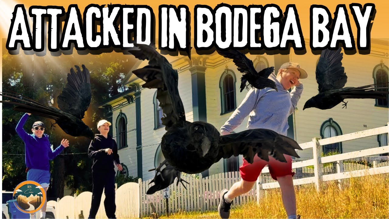 Attacked in Bodega Bay (Our Real Hitchcock Moment)