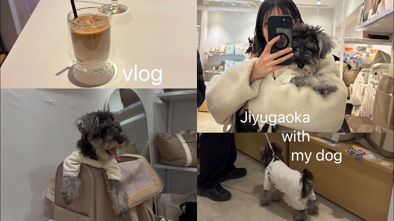 【vlog】6ヶ月のミニシュナパピーと行く自由が丘ฅ🐾💫