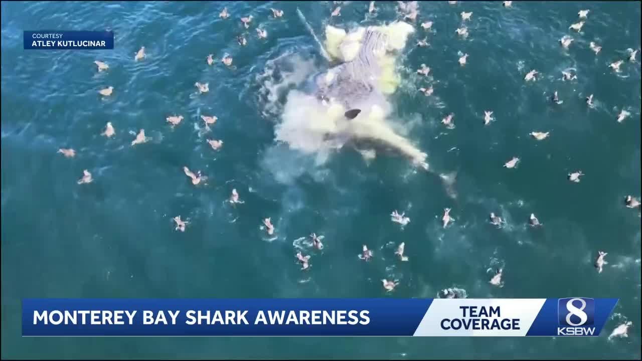 History of shark incidents in Monterey Bay spotlighted after Lover’s Point reported attack