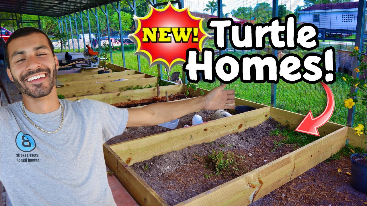 BUILDING NEW HOMES for TURTLES and TORTOISES!