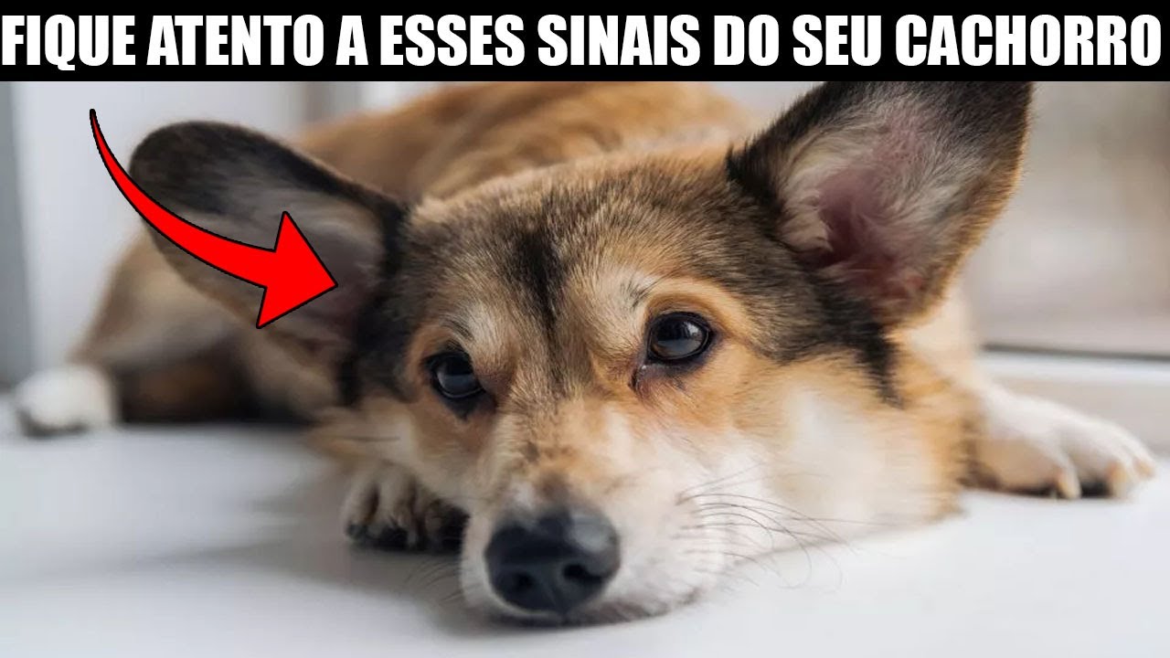 Saúde Emocional do Seu Cão! Seu Cachorro Pode Estar Com Depressão! Fique Atento a Estes Sinais!