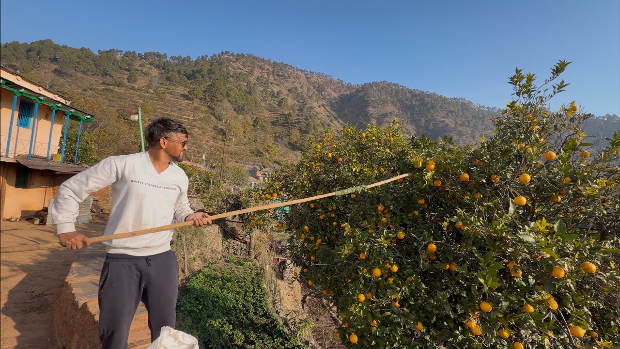 🏡 आज हमने माल्टे तोड़े & More... 🍊😊#uttarakhand #nature 🌱#vlog #viral ❤️#pahadi #amazinguttarakhand🌸