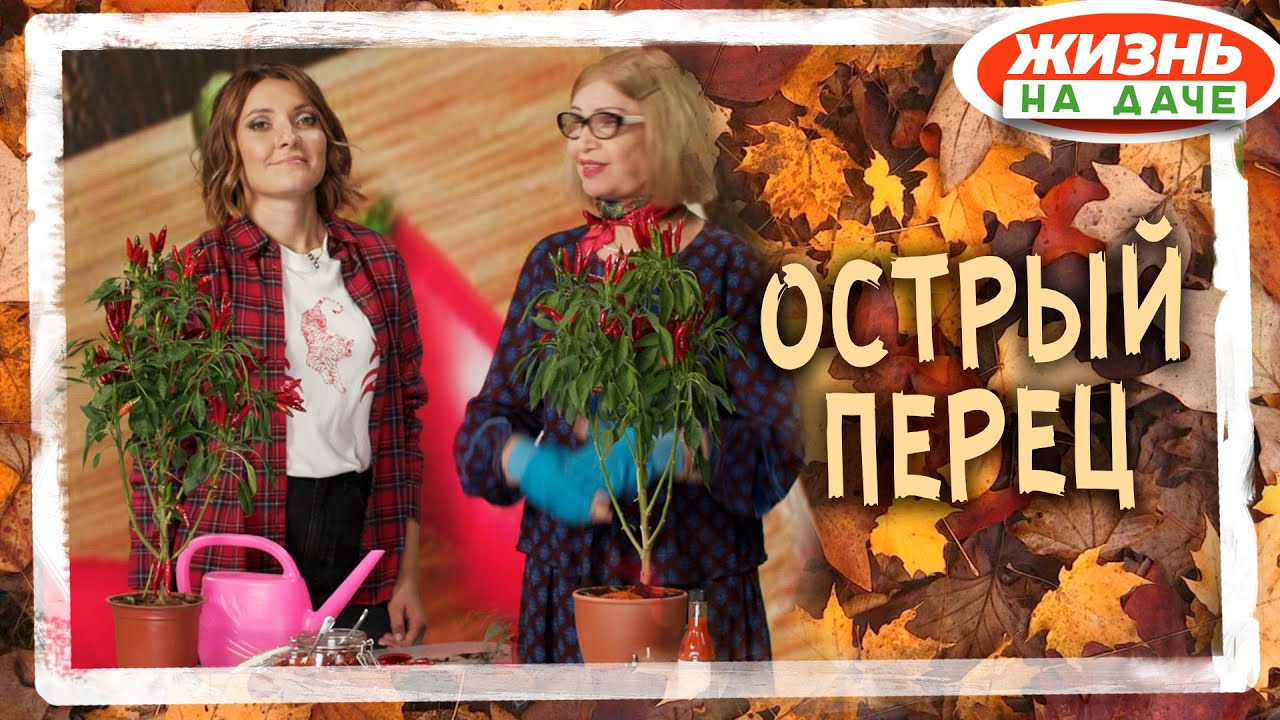 Как вырастить острый перец осенью и зимой у себя дома!
