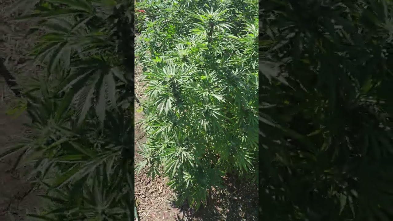 Elev8 seeds WHITE BLIZZARD