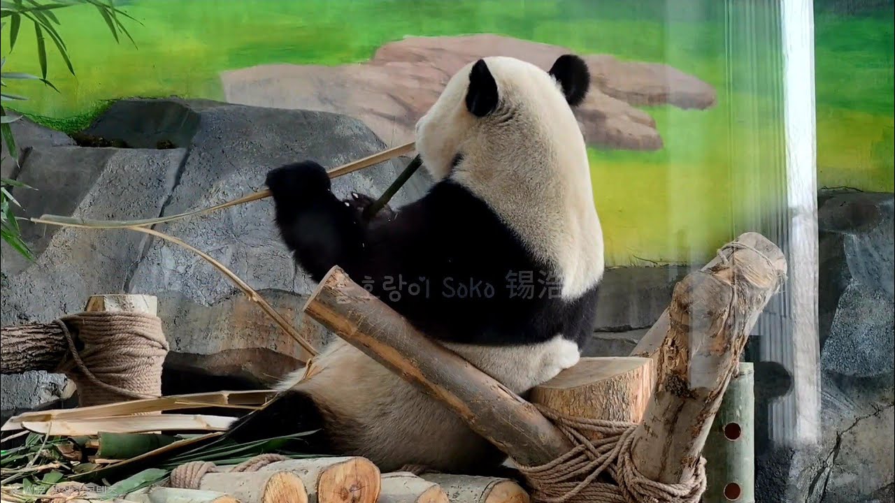 더루이의 뒷모습도 참 뚠빵하네요...ㅎㅎ | 신장 판다 동물원 xinjiang Panda