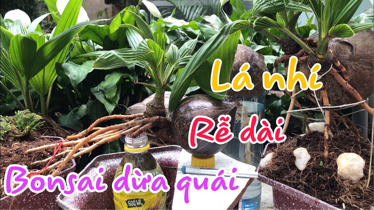 Bonsai dừa l&aacute; nhỏ - bonsai small leaf coconut🌴🇻🇳