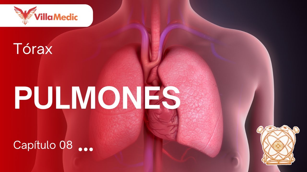 CC.BB. ANATO | Tórax: Pulmones - VillaMedic