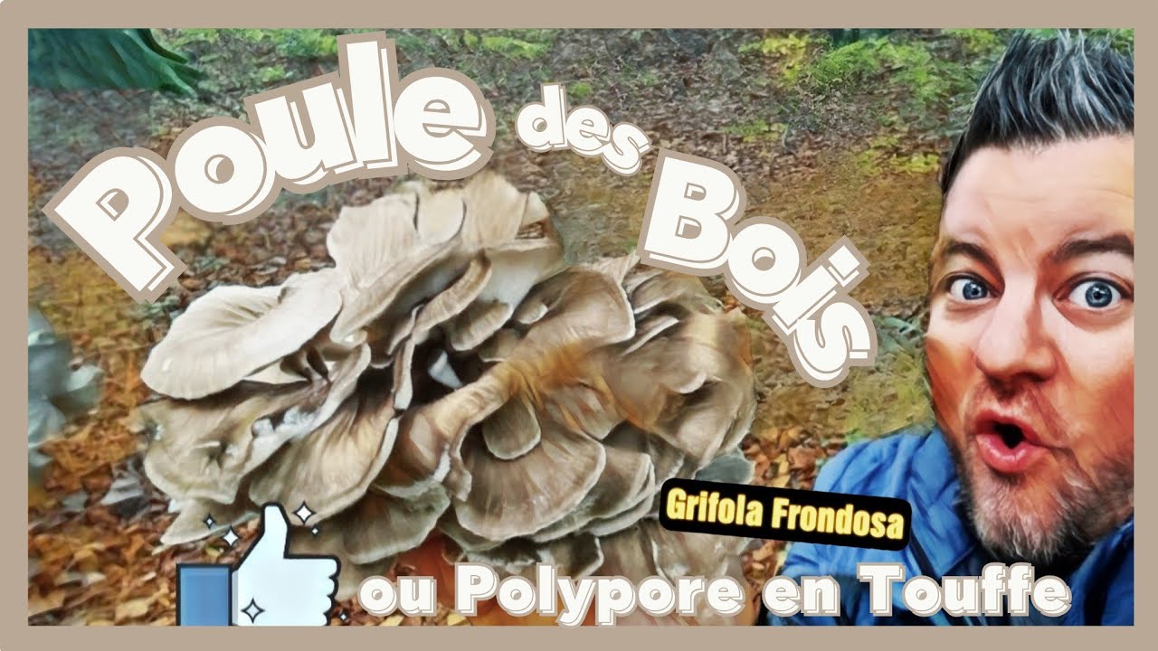 Reconnaître la Poule des Bois ou Polypore en touffe (Grifola Frondosa)
