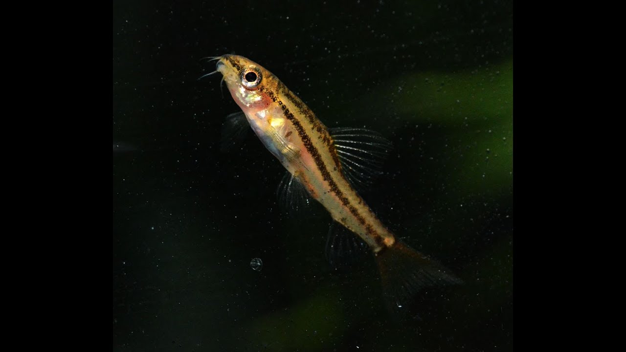 Rosy Loach Physoschistura mango -Species Spotlight