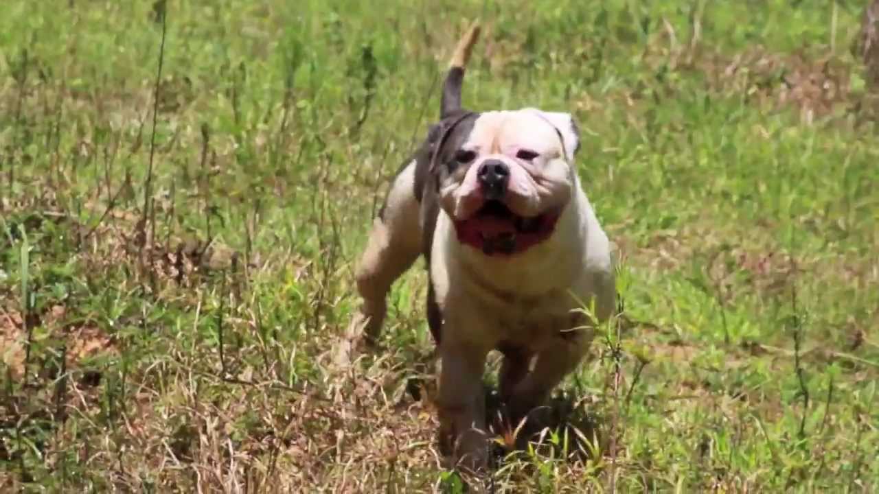 Bulldog Blue Amichetti kennel SP Brasil