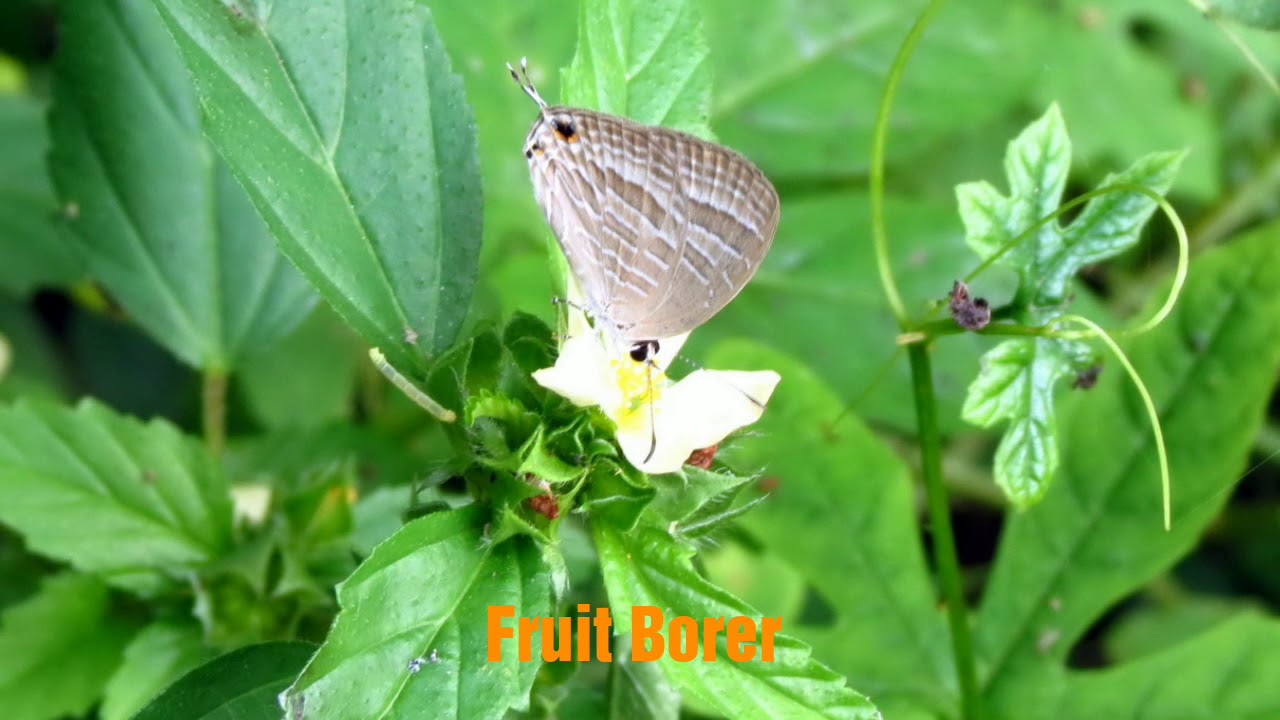 Pomegranate | Diseases | Pests | Management