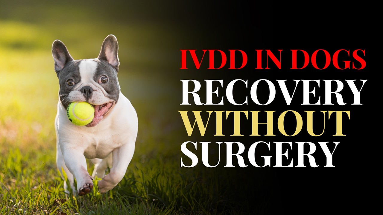 IVDD in Dogs: Recovery without Surgery #doghealth #doghealing #IVDD #doghealthcare