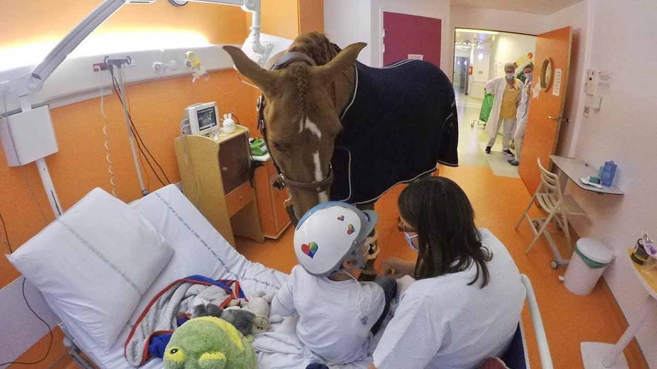 Cavalo terapeuta leva consolo a pacientes terminais