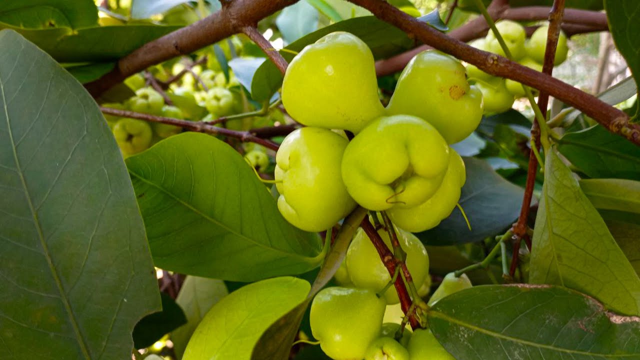 WHITE WAX APPLE Tree (Syzygium samarangense)