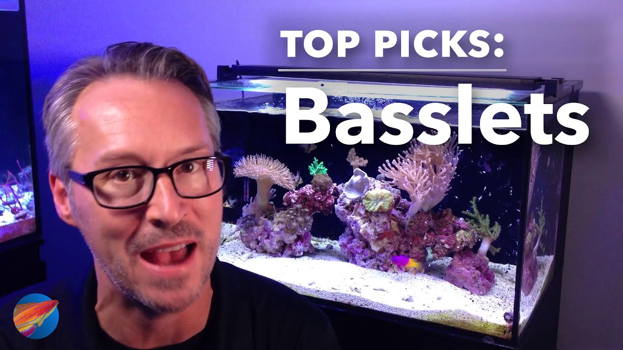 LiveAquaria® Top Picks: Basslets for your Marine Aquarium