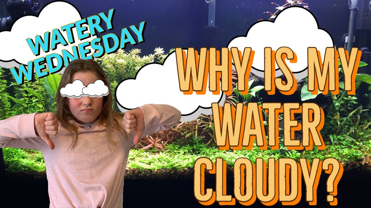 How to Fix Cloudy Aquarium Water