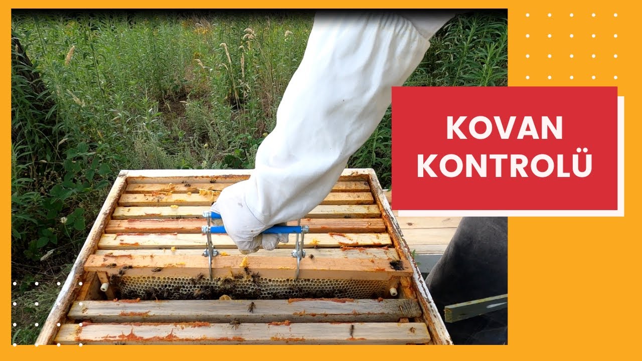 Bal Akım Zamanı Kovan Kontrolü ( Son Çıta EFSANE ! )