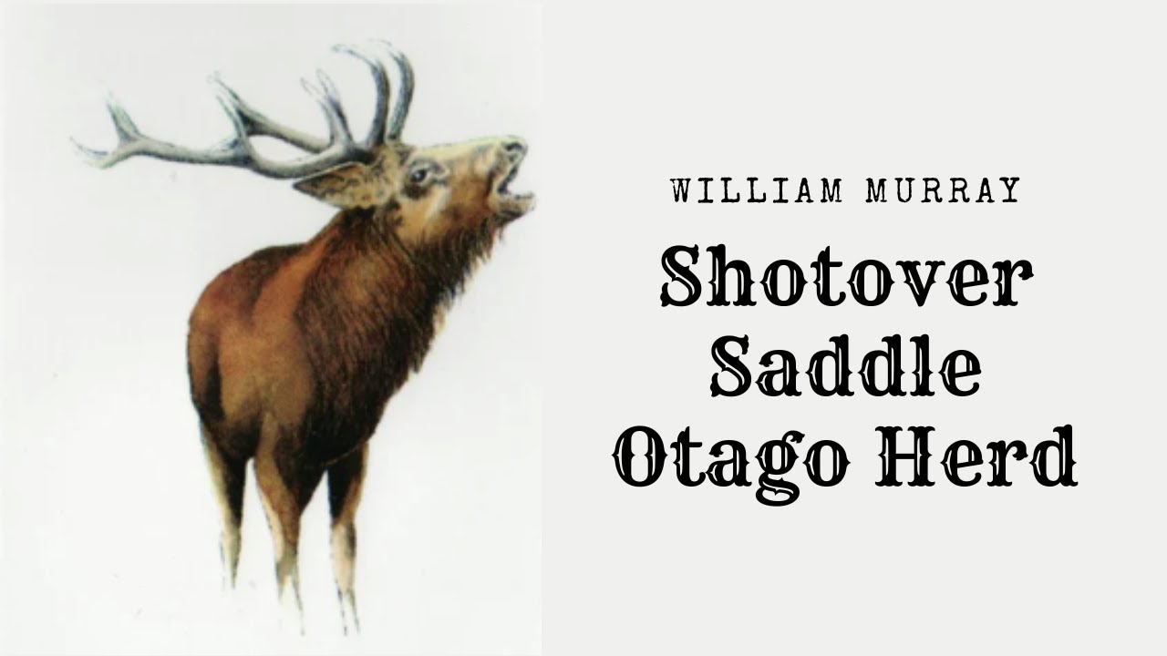 The Otago Herd William Murray; Shotover Saddle; West Matukituki Valley 1940