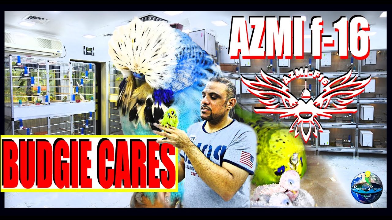 BIRD VOGEL CARE| Exhibition budgie CLEAN, DISINFECTION, FEEDING|STEP BY STEP TO HAVE HEALTHY BIRDS.