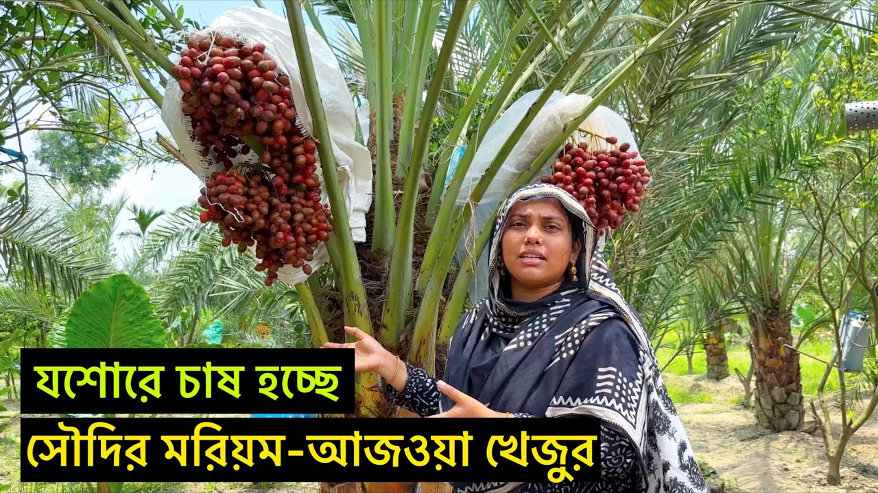 নারী উদ্দোক্তার হাত ধরে যশোরে চাষ হচ্ছে সৌদির আজওয়া-মরিয়ম খেজুর