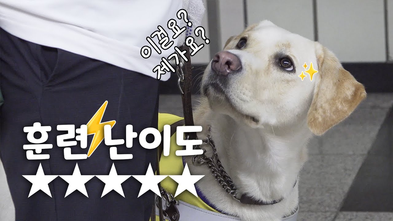 안내견 야외 훈련의 기술 심화편