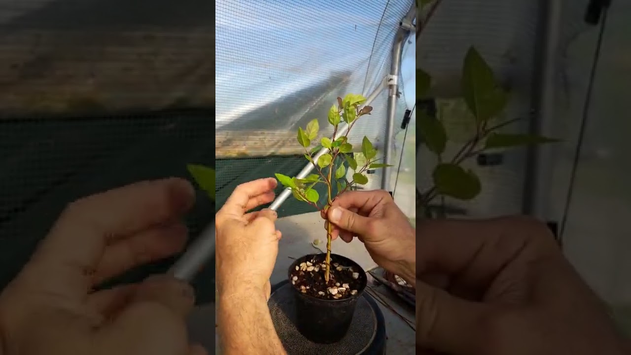 Prima impostazione bonsai di melo(età 6 mesi)