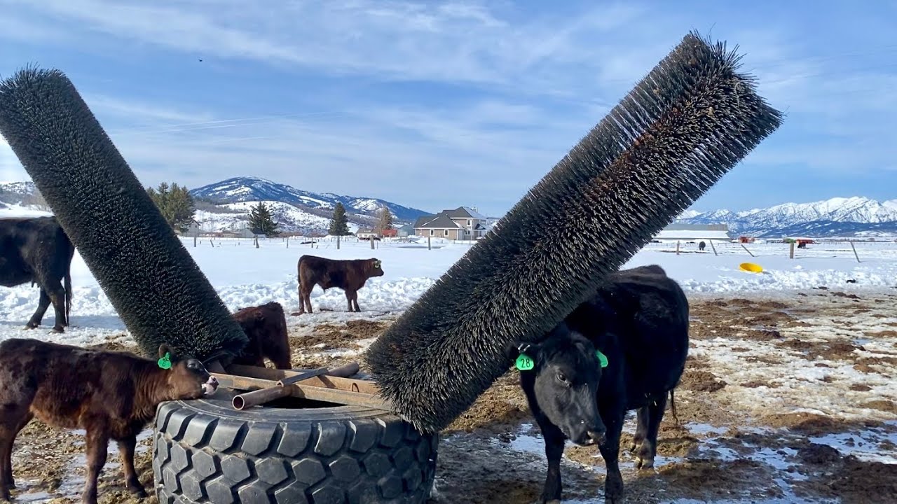 The Ultimate Cow Scratcher!